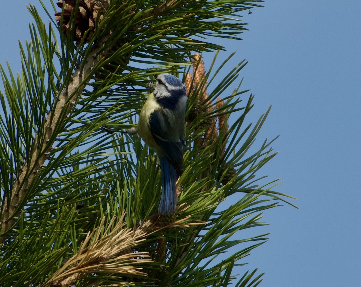 Eurasian Blue Tit - ML638423615