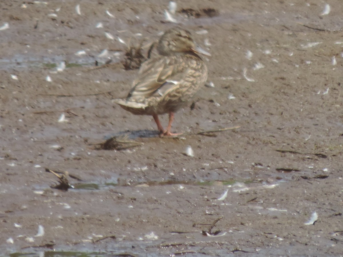Mallard - ML638423618