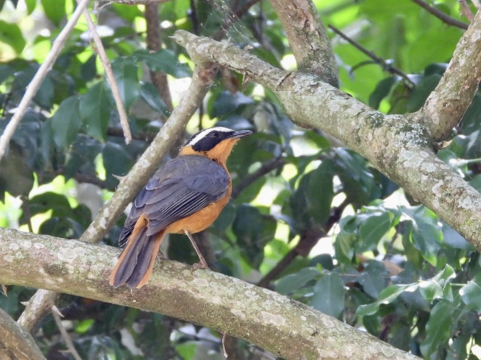 White-browed Robin-Chat - ML638423619