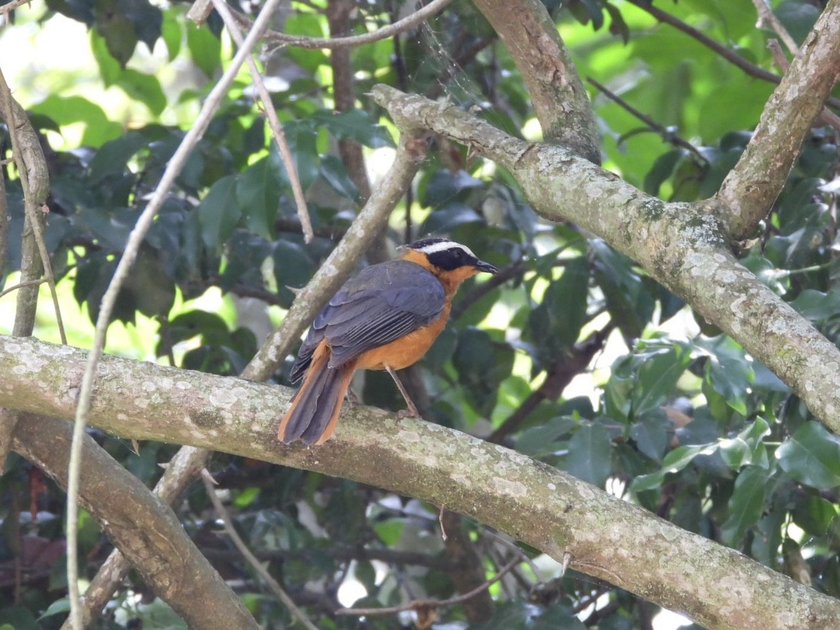 White-browed Robin-Chat - ML638423620