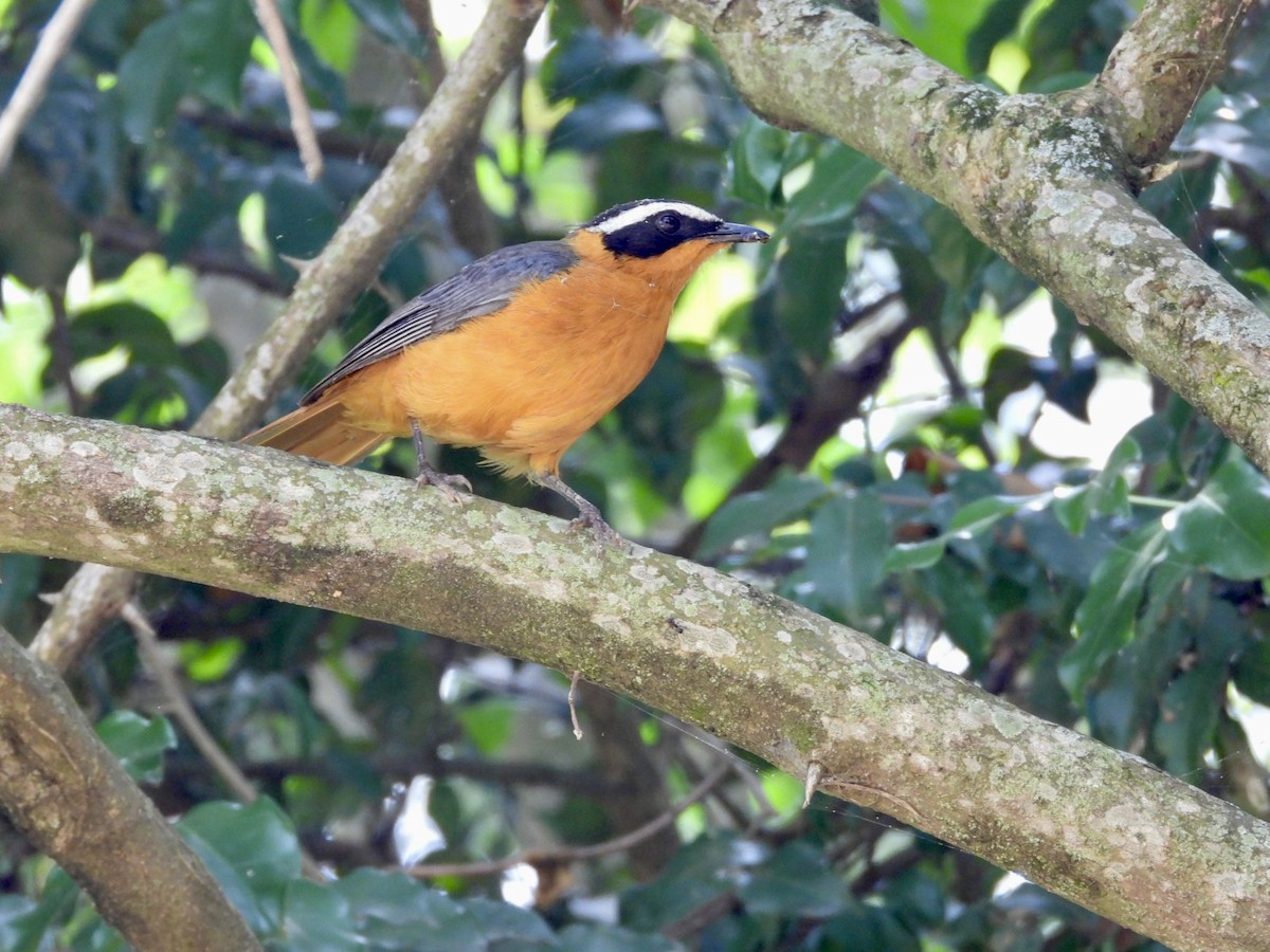 White-browed Robin-Chat - ML638423621