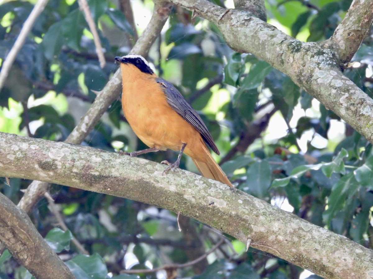 White-browed Robin-Chat - ML638423622