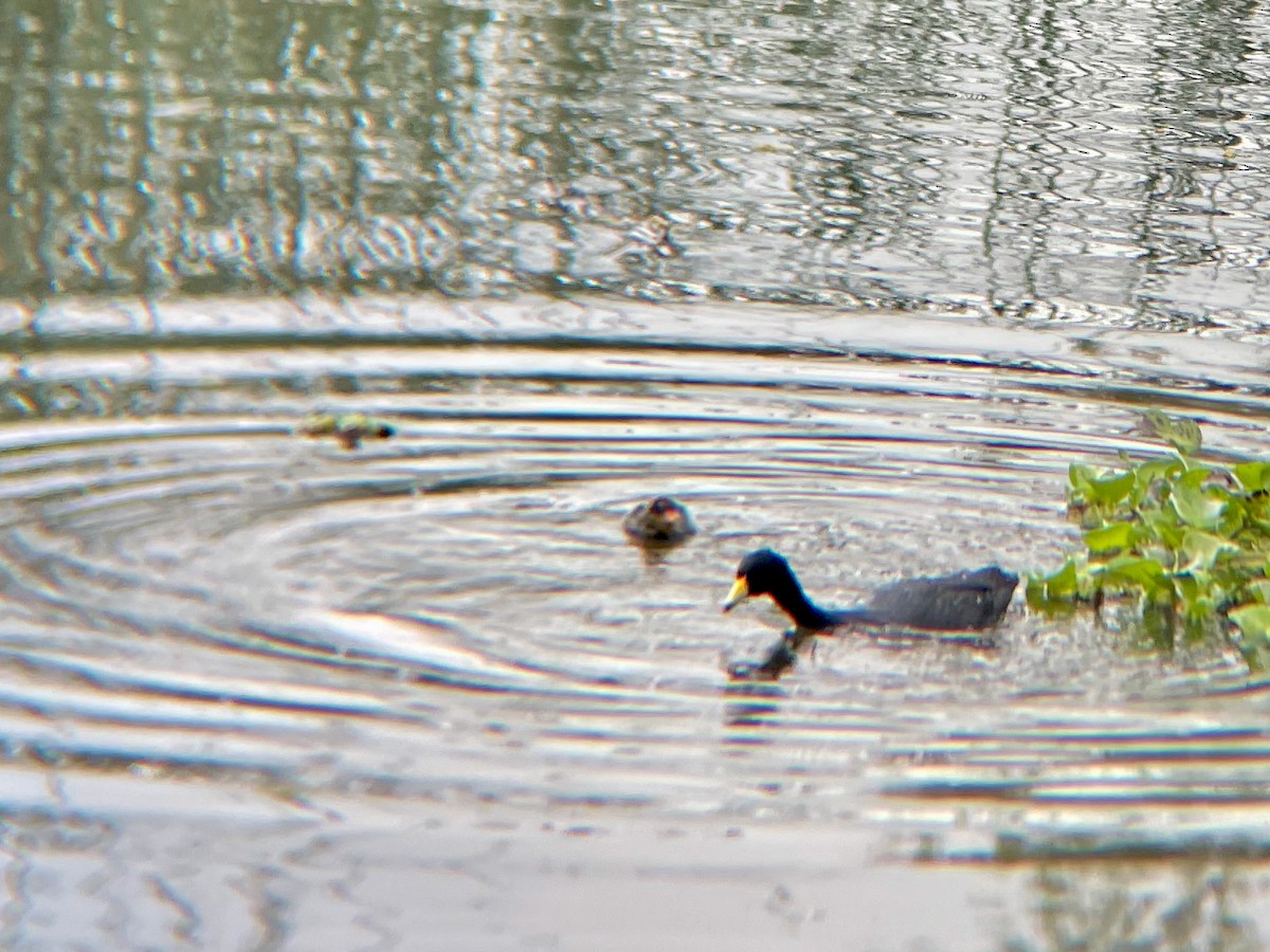 American Coot - ML638423623