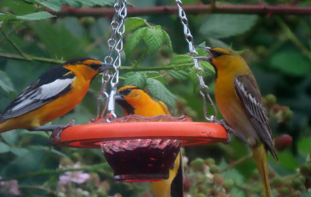 Bullock's Oriole - ML638423625