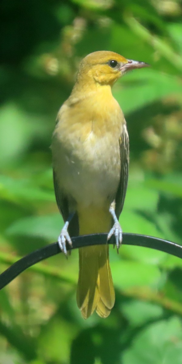 Bullock's Oriole - ML638423626