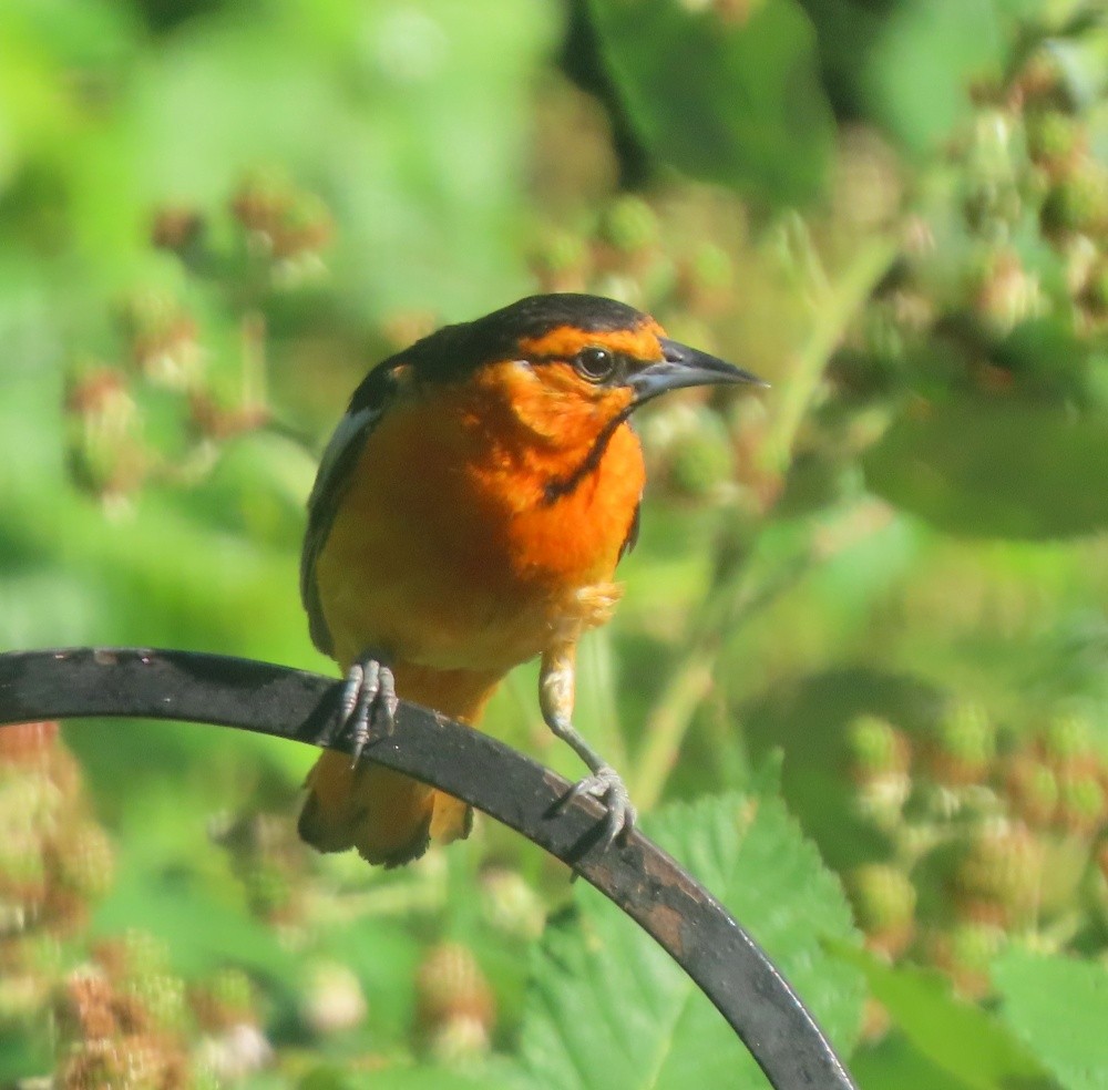 Bullock's Oriole - ML638423628