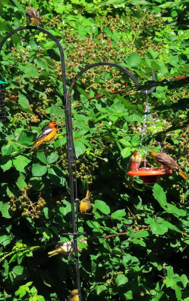Bullock's Oriole - ML638423629