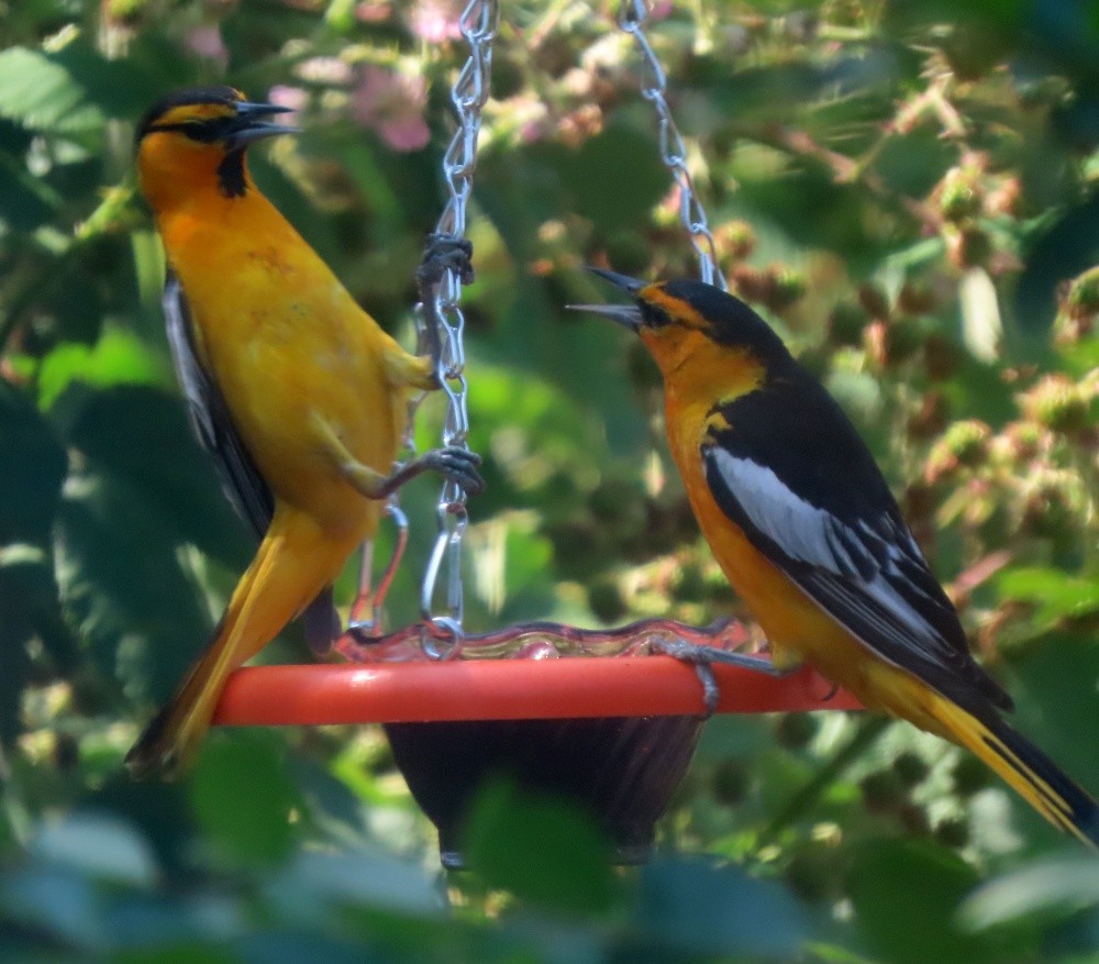 Bullock's Oriole - ML638423630
