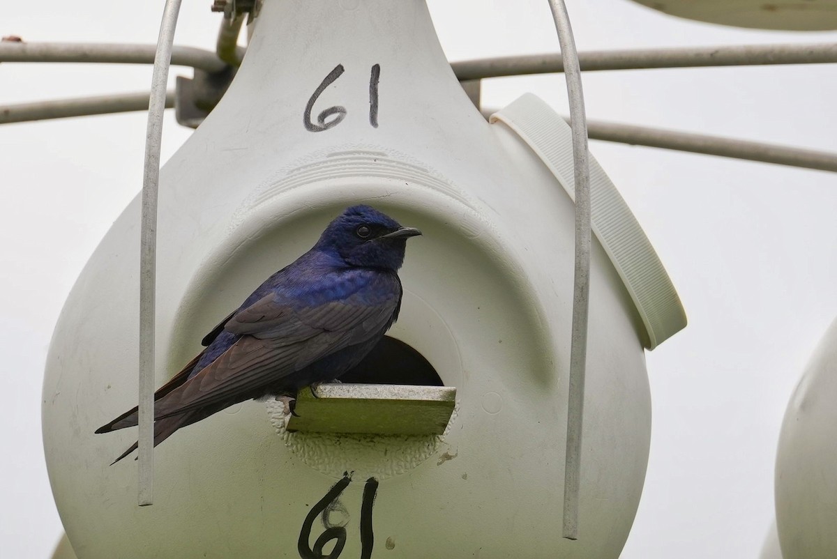 Purple Martin - ML638423632