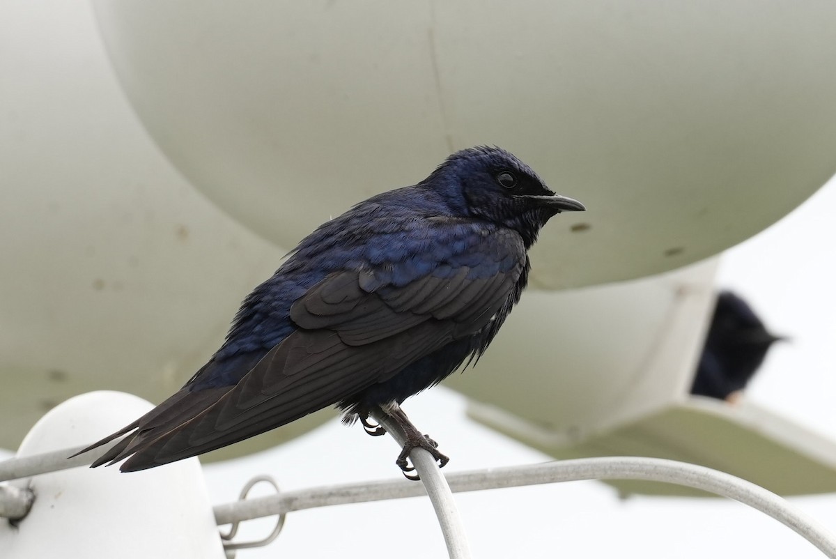 Purple Martin - ML638423633