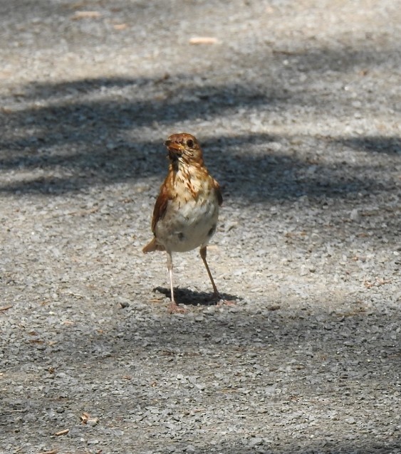 Veery - ML638423635