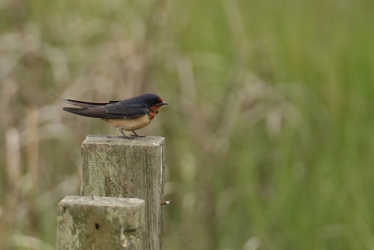 Barn Swallow - ML638423636