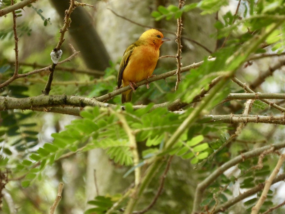 Orange Weaver - ML638423637