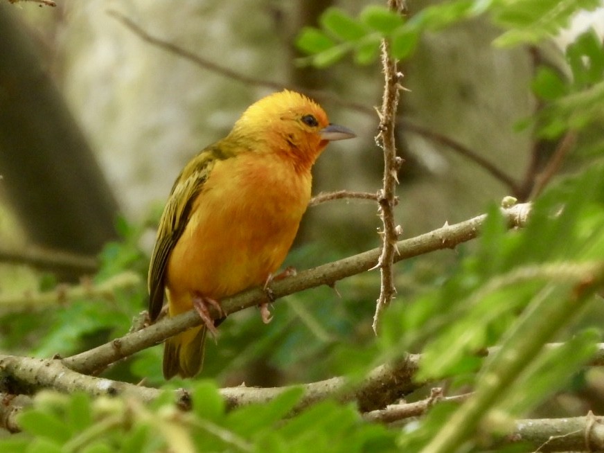 Orange Weaver - ML638423638