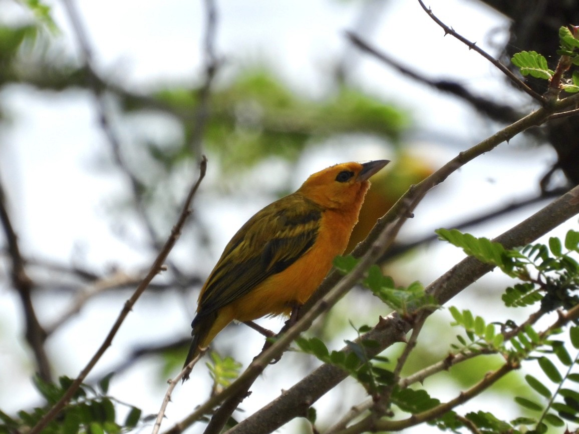 Orange Weaver - ML638423639