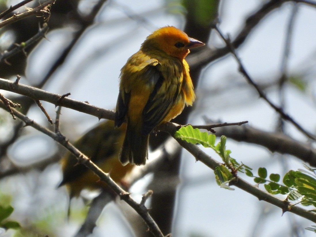 Orange Weaver - ML638423640