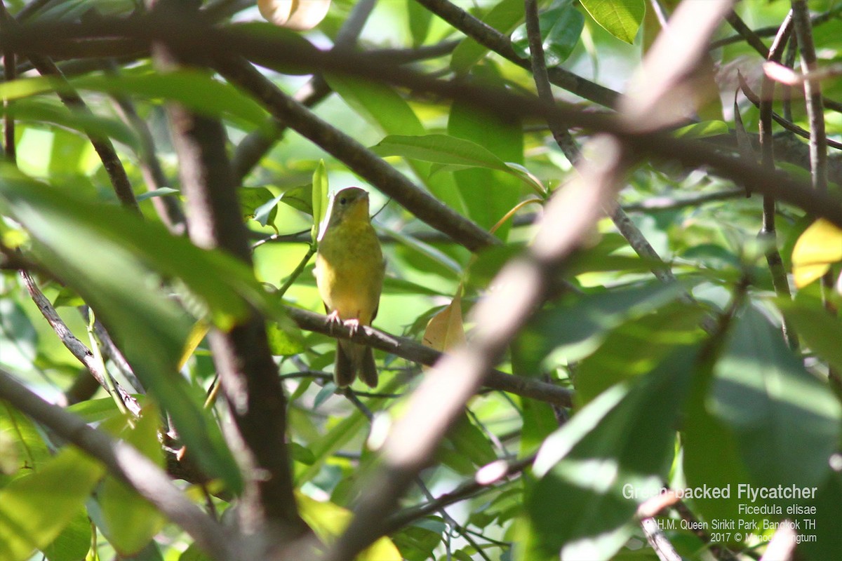 Green-backed Flycatcher - ML638423651
