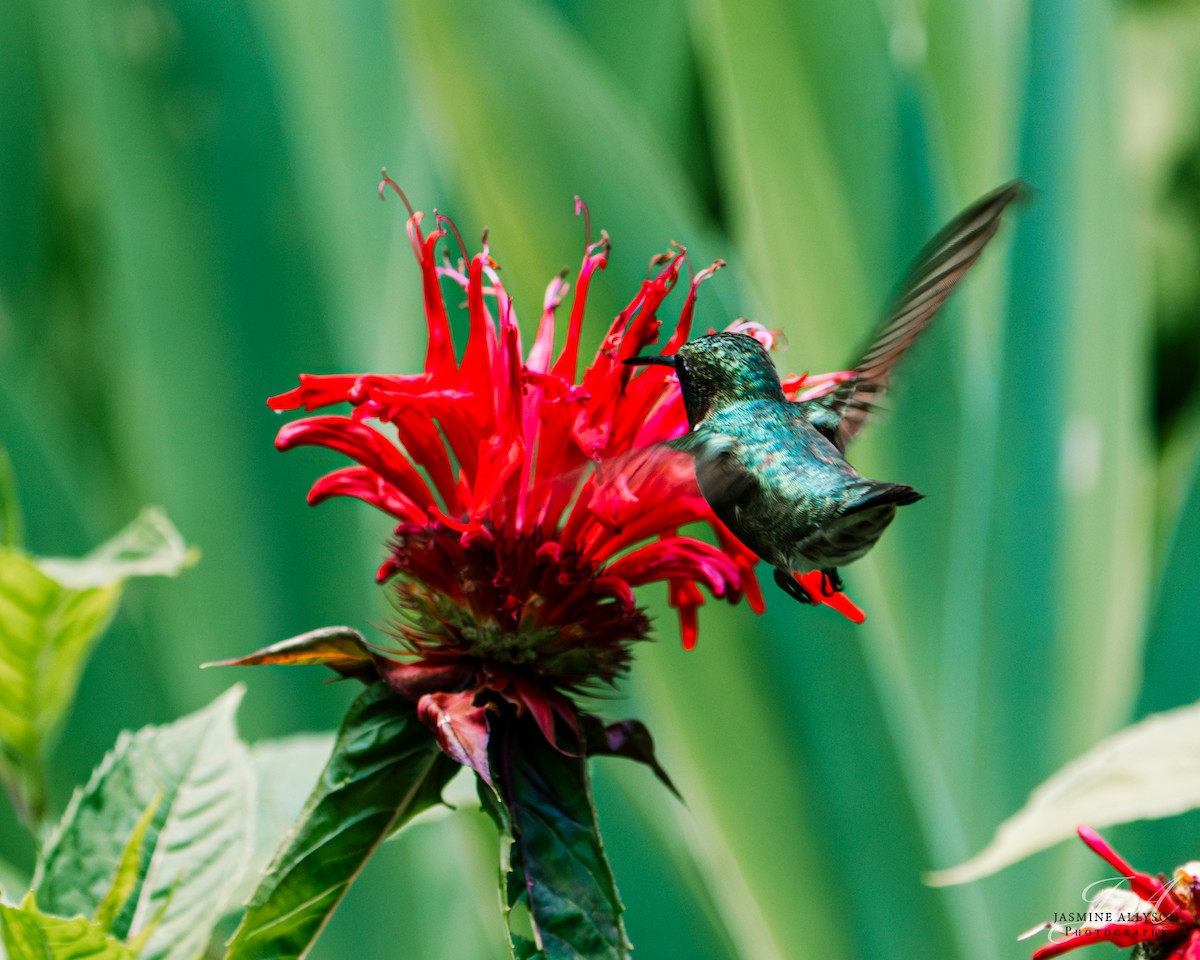 Ruby-throated Hummingbird - ML638423754