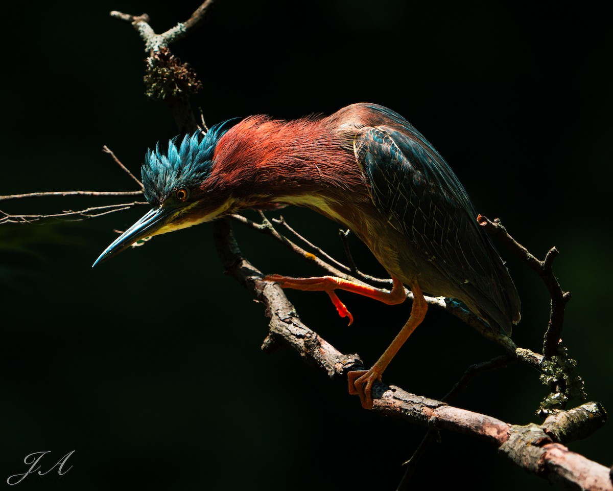 Green Heron - ML638423764