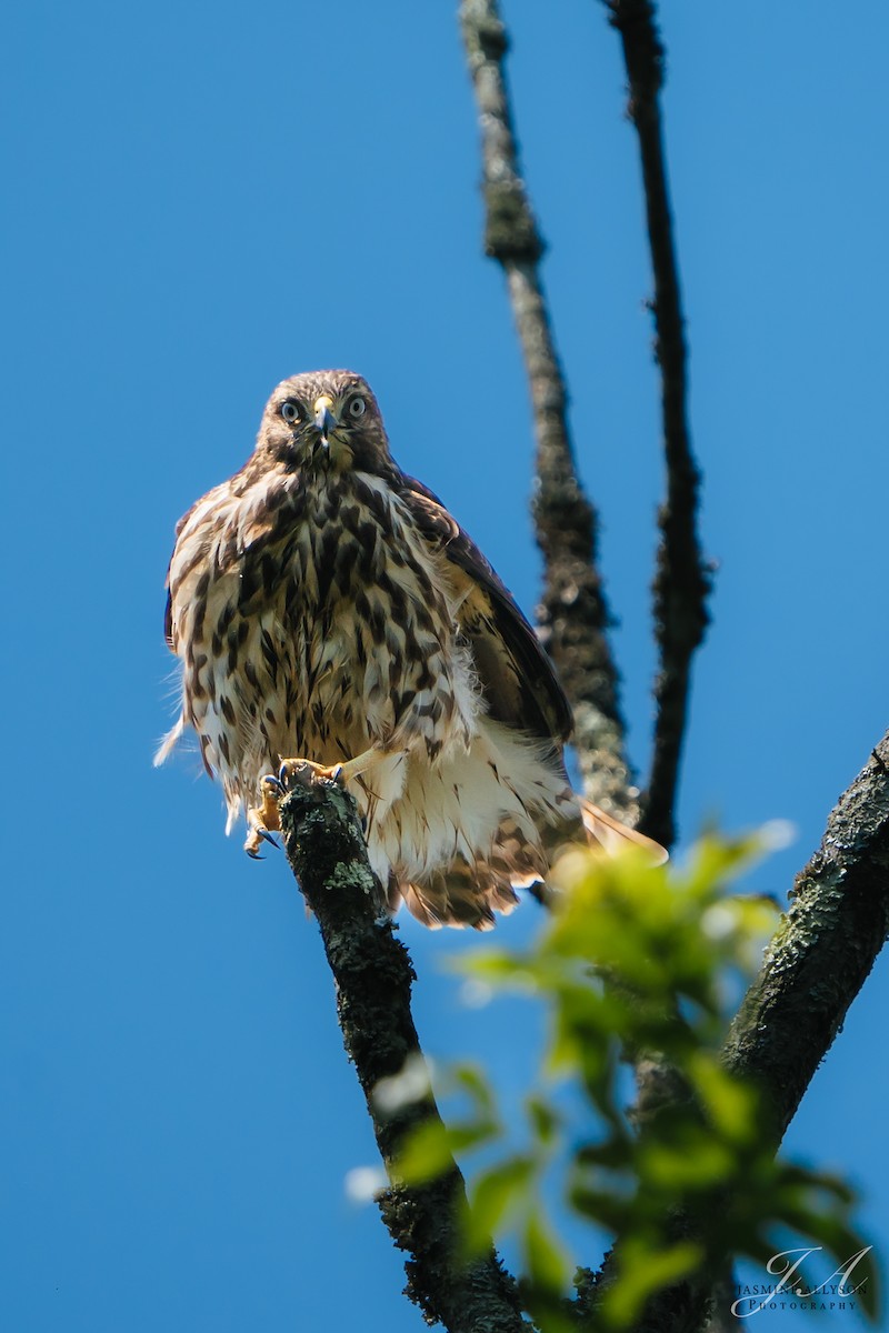 Rotschulterbussard - ML638423773
