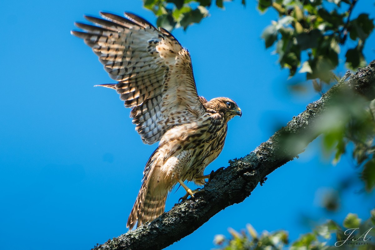 Red-shouldered Hawk - ML638423774