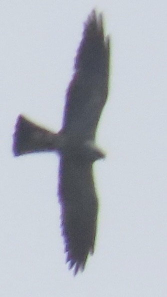 Mississippibussard - ML638423781