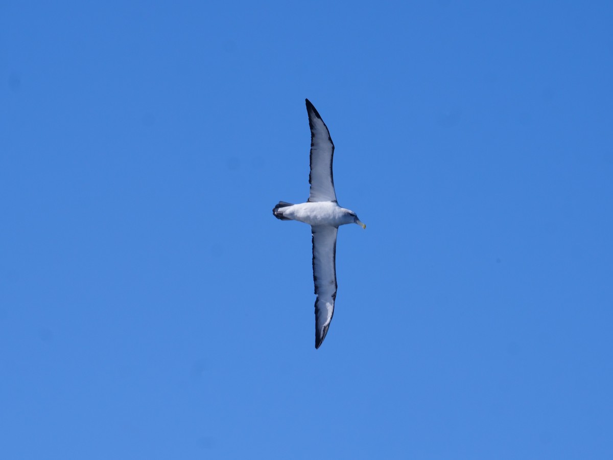 Tasmanalbatros - ML638423789