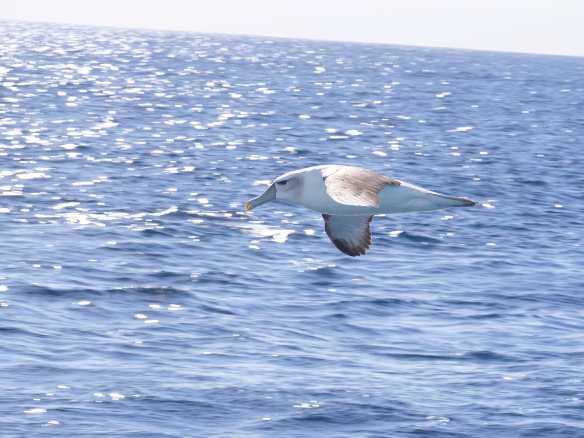Tasmanalbatros - ML638423790