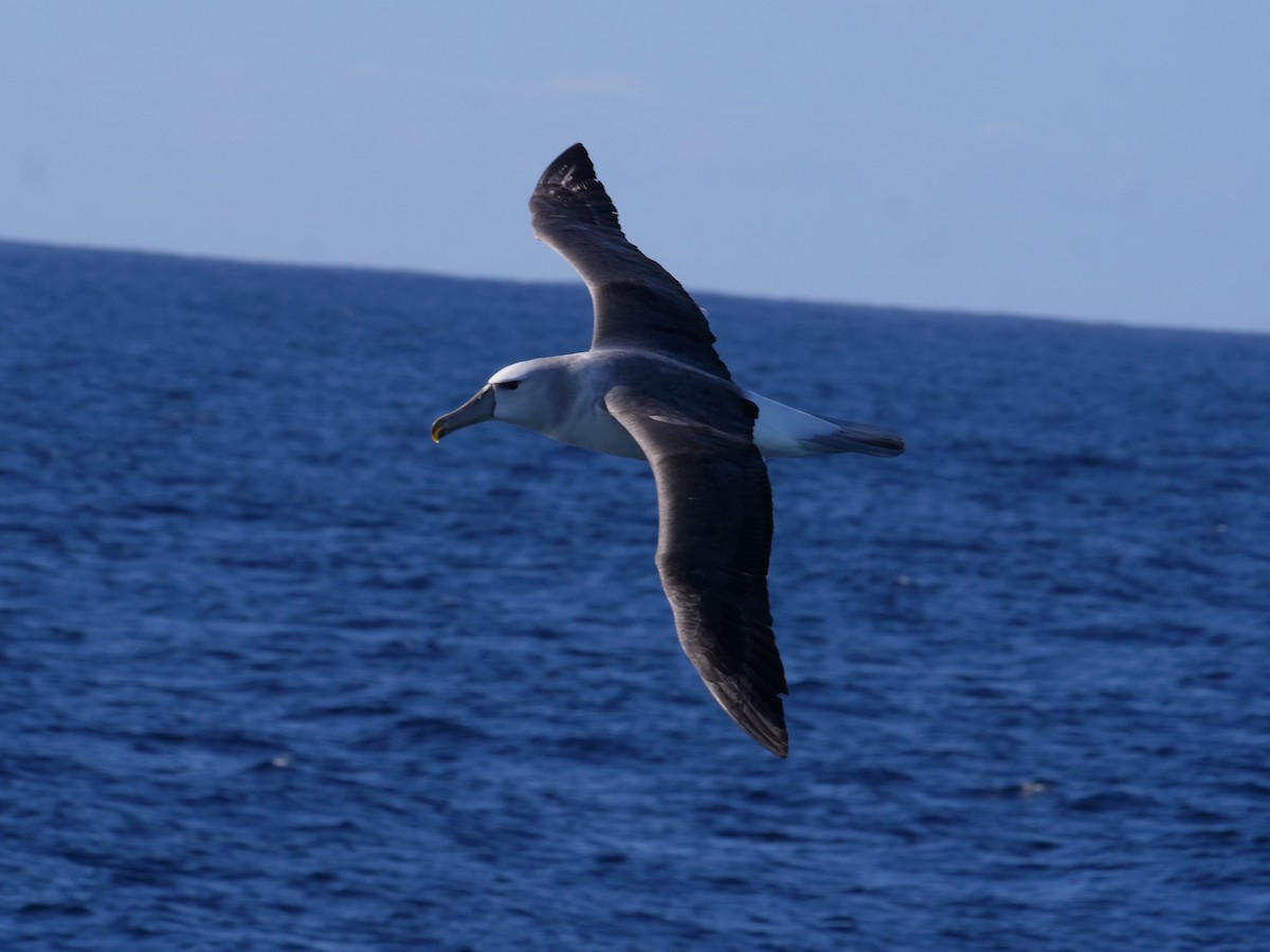 Tasmanalbatros - ML638423791