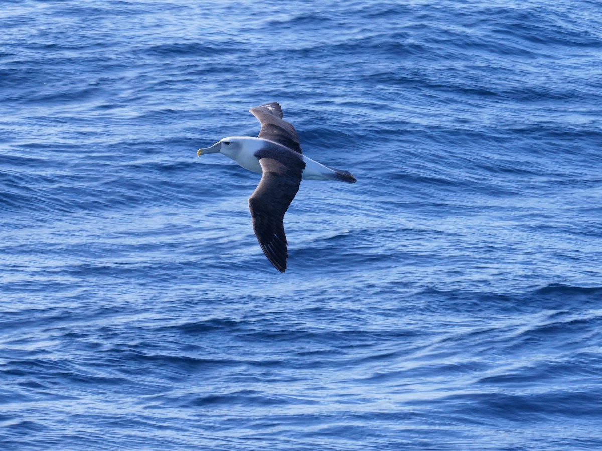 Tasmanalbatros - ML638423792