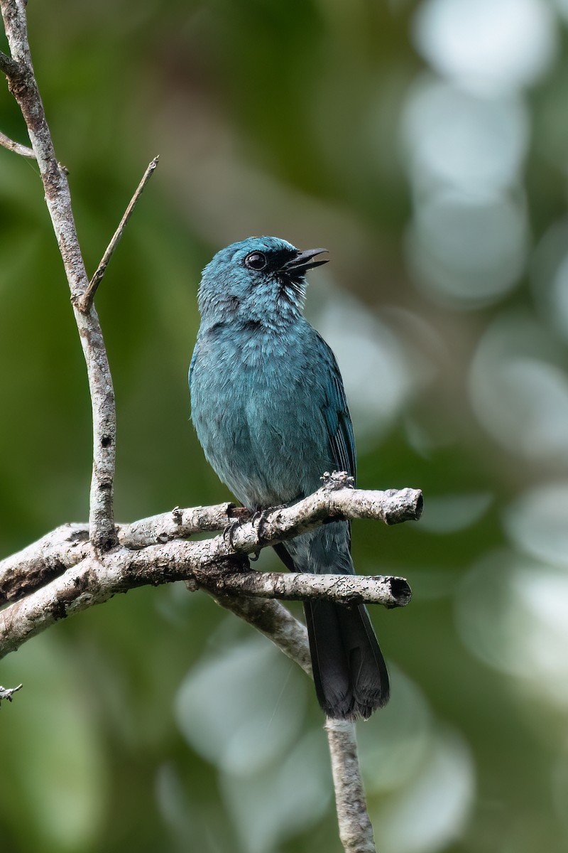 Verditer Flycatcher - ML638423809