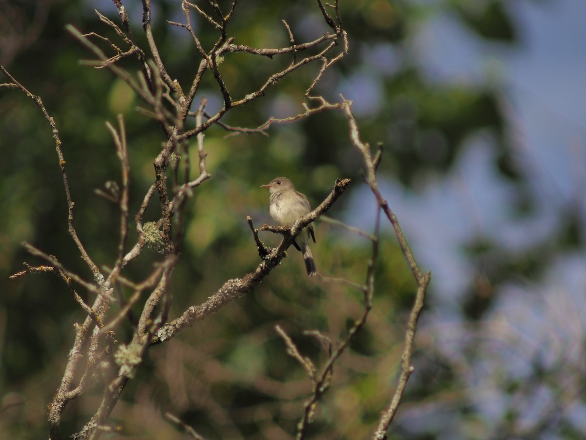 Willow Flycatcher - ML638423875