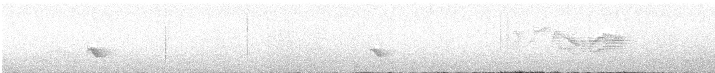 Bicknell's Thrush - ML638423888
