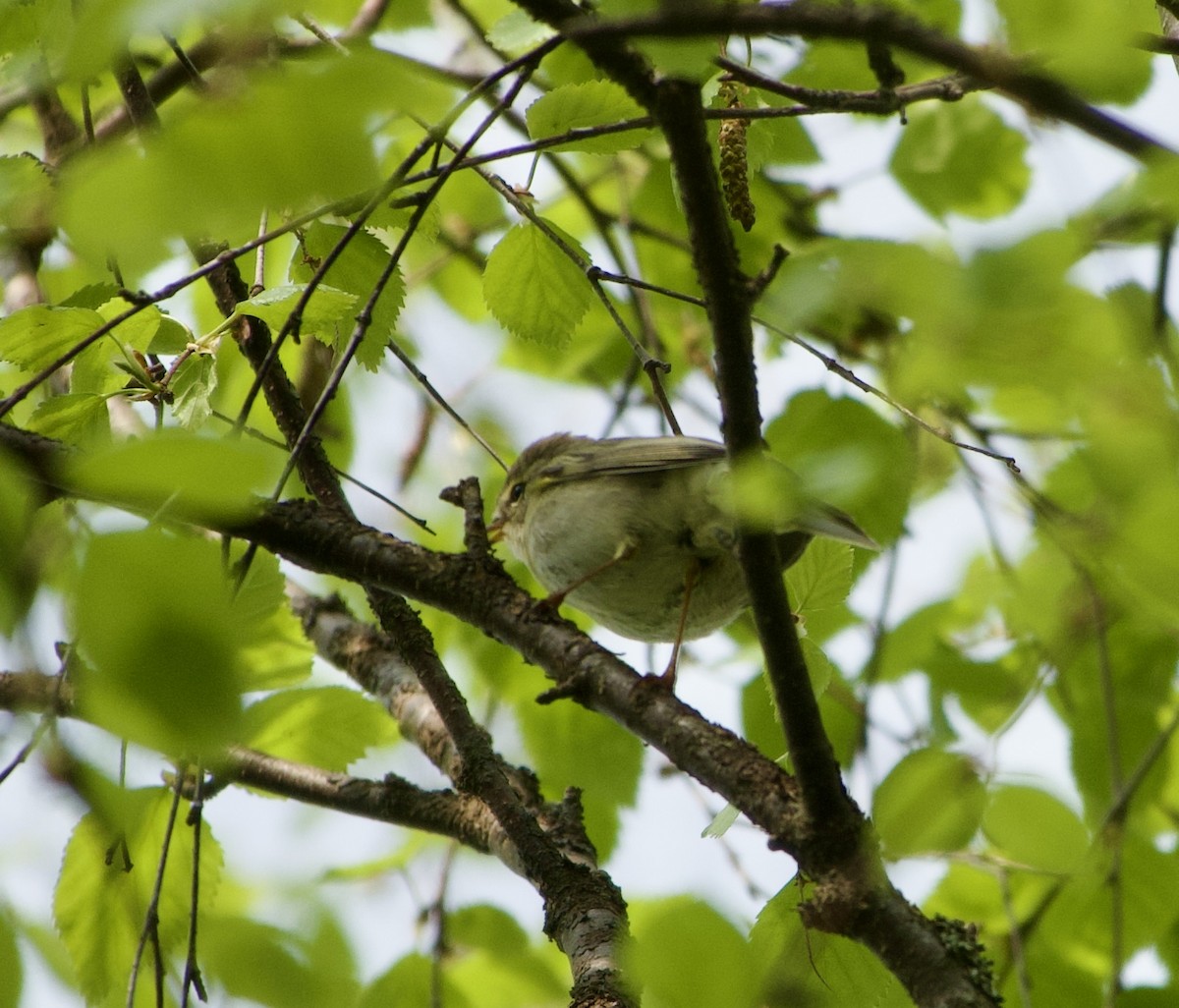 Willow Warbler - ML638423911