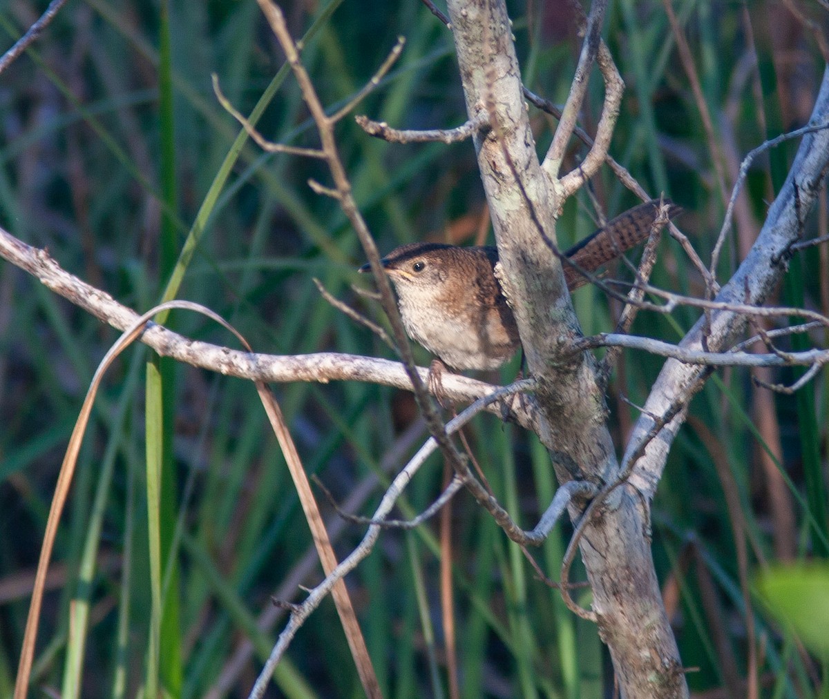 Zapata Wren - ML638423948