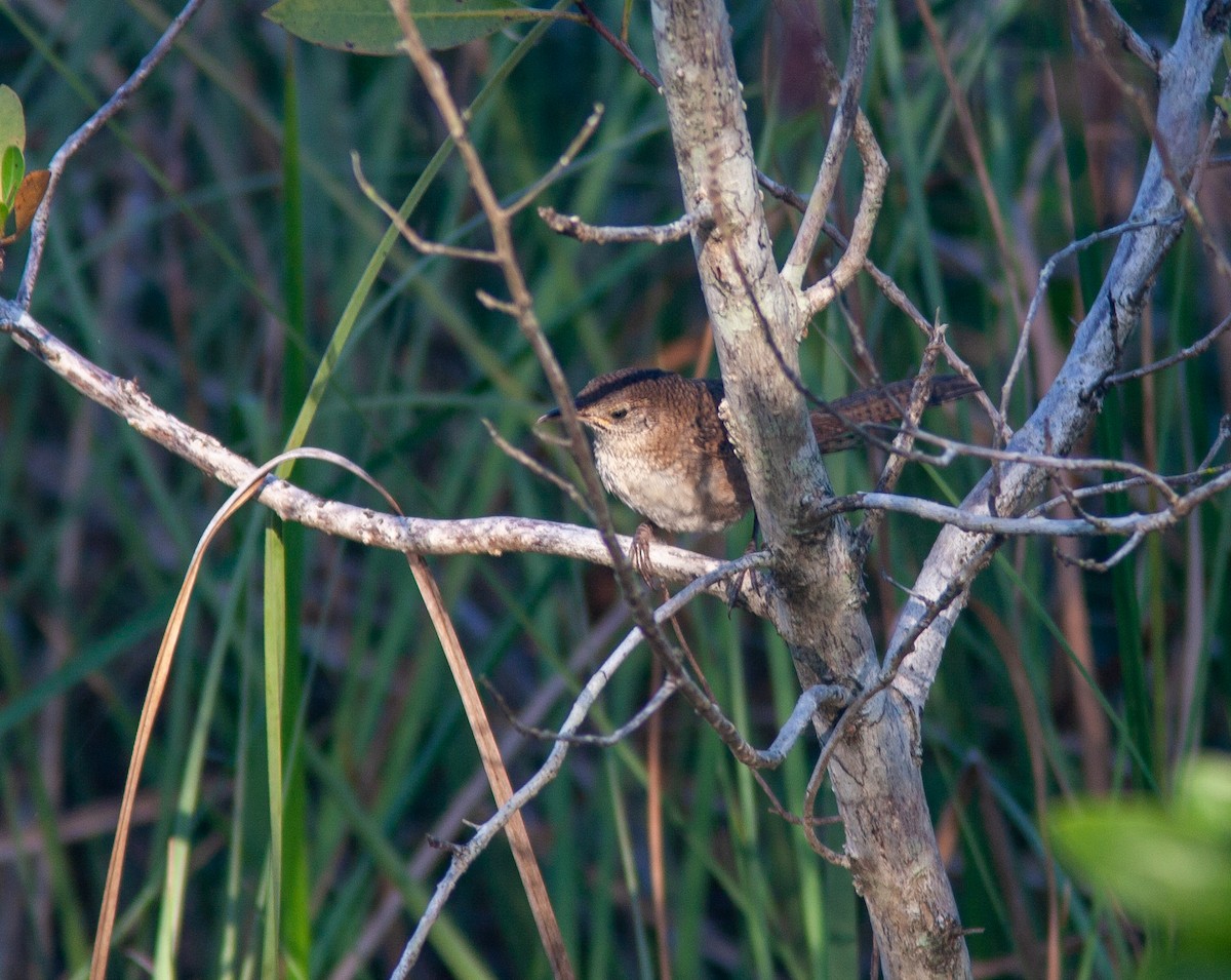 Zapata Wren - ML638423956