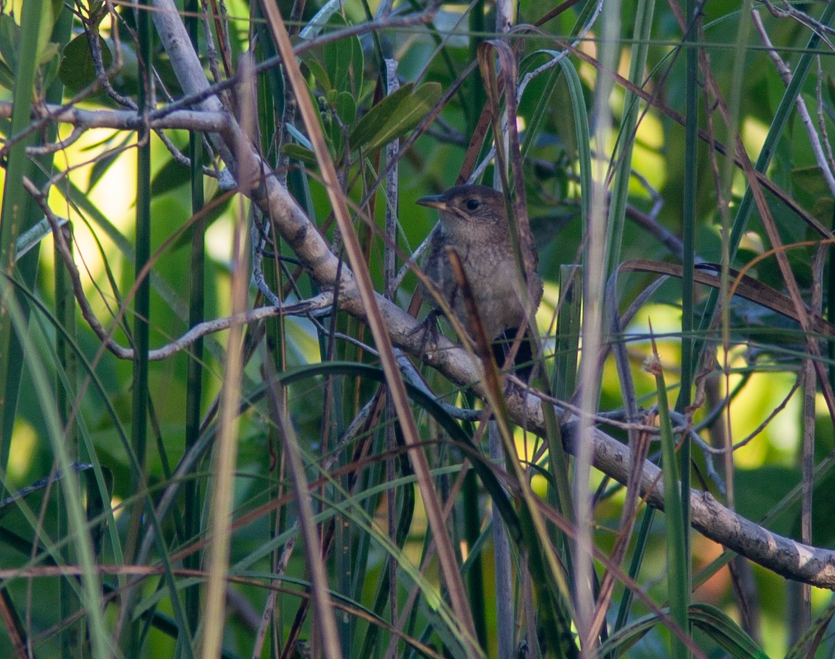 Zapata Wren - ML638423966