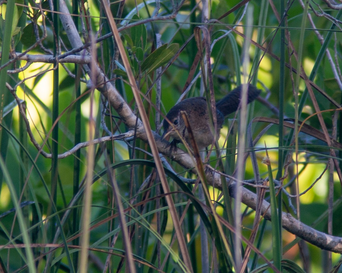 Zapata Wren - ML638423969