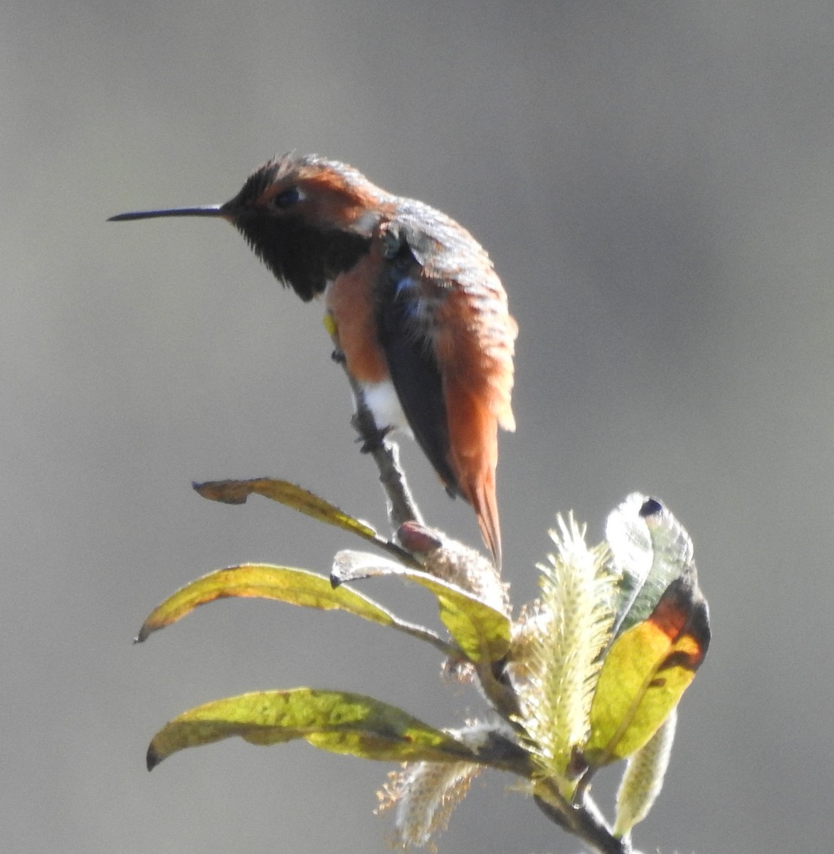 chaparralkolibri - ML638423982