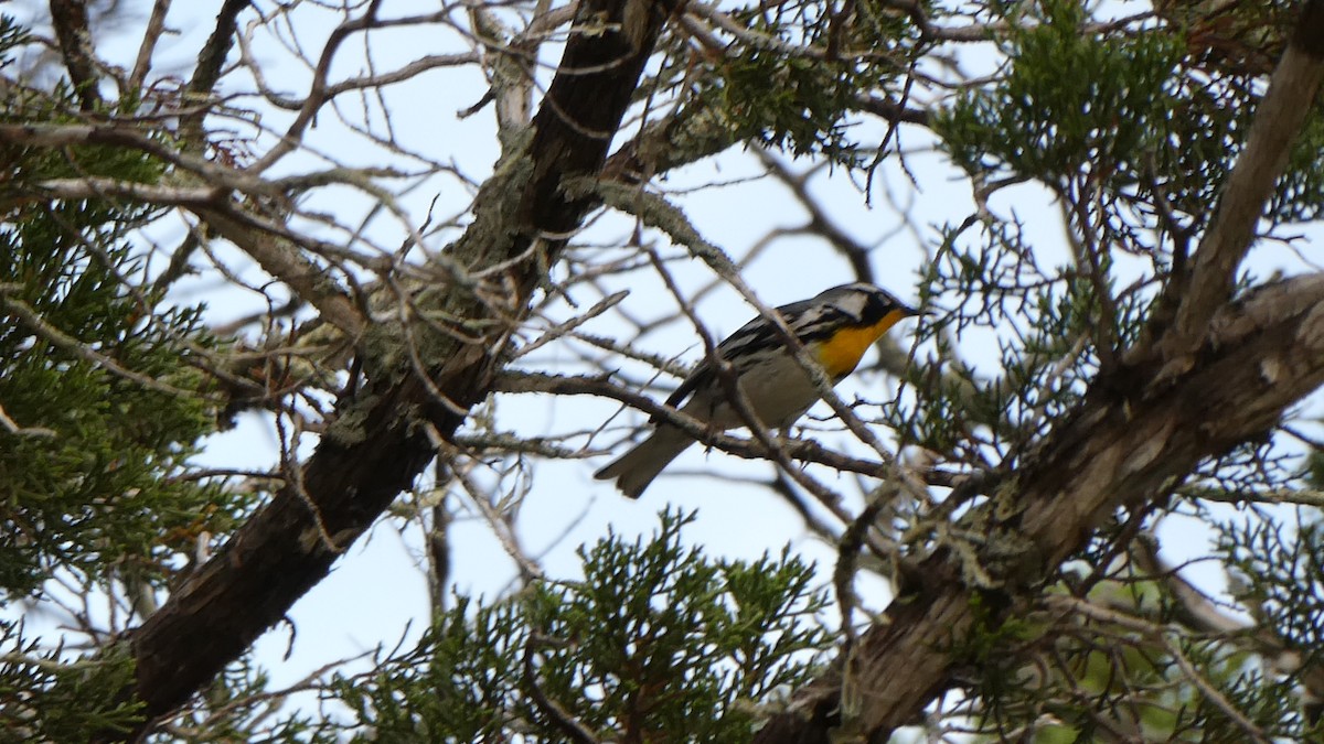 gulstrupeparula - ML638423993