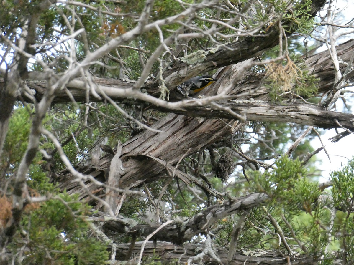 gulstrupeparula - ML638423994