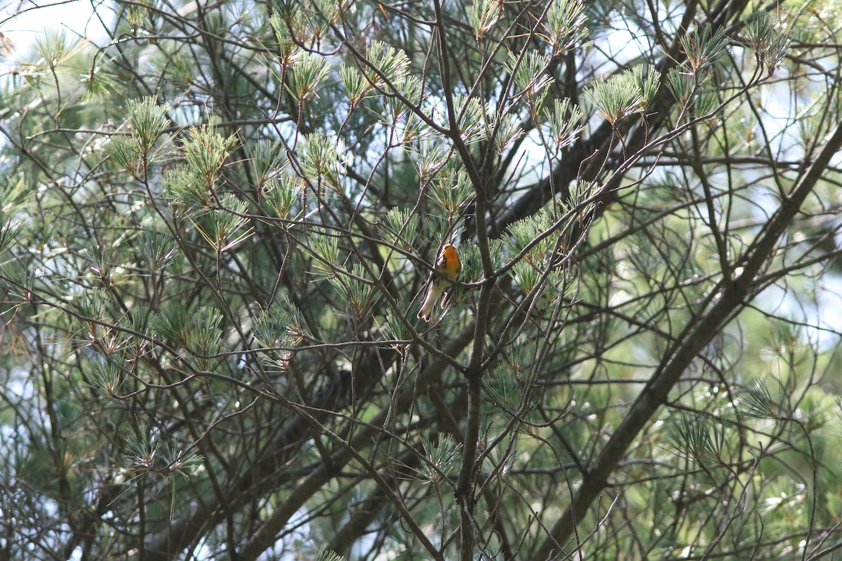 hemlokkparula - ML638424006