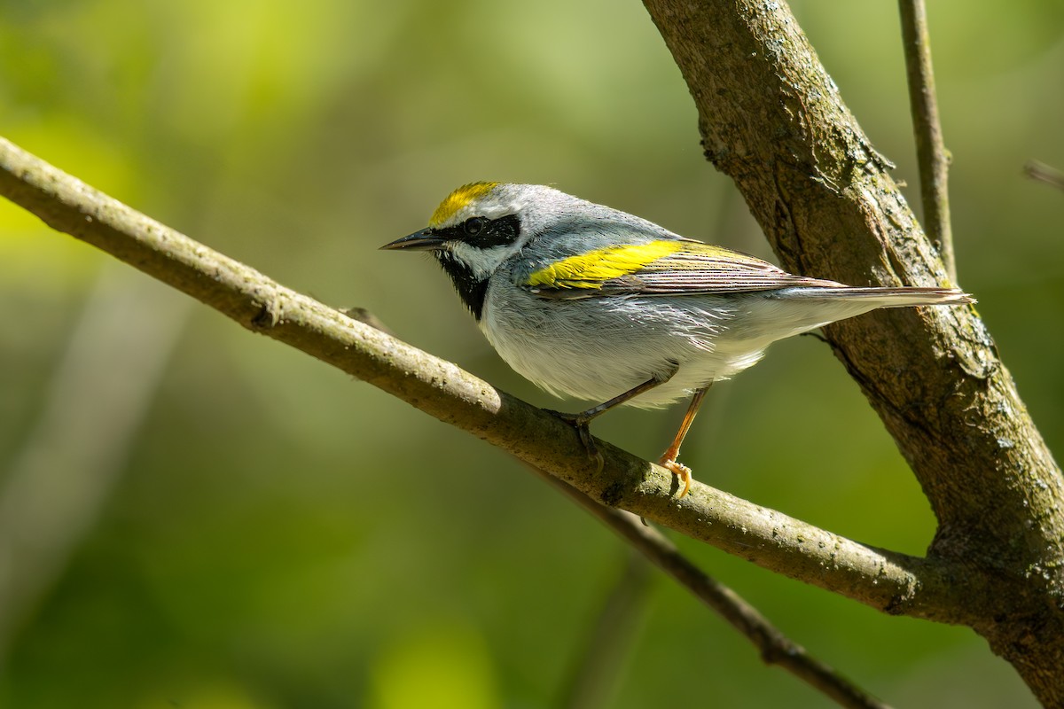 Golden-winged Warbler - ML638424034
