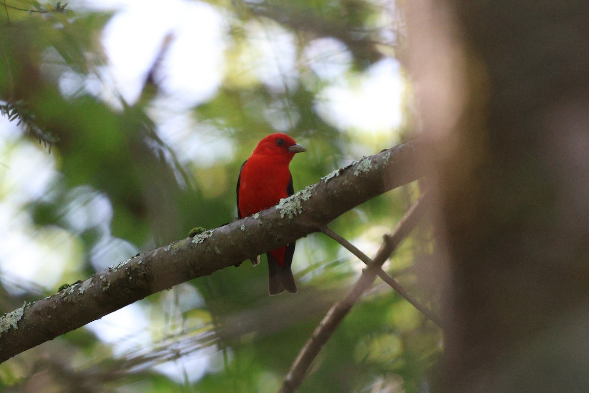 Scarlet Tanager - ML638424057