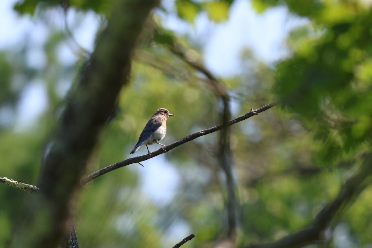 Eastern Bluebird (Eastern) - ML638424078