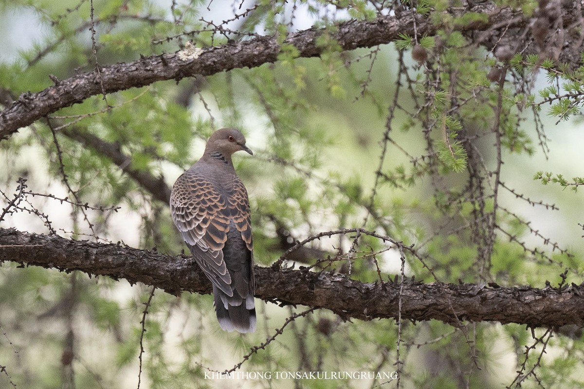 Oriental Turtle-Dove - ML638424124