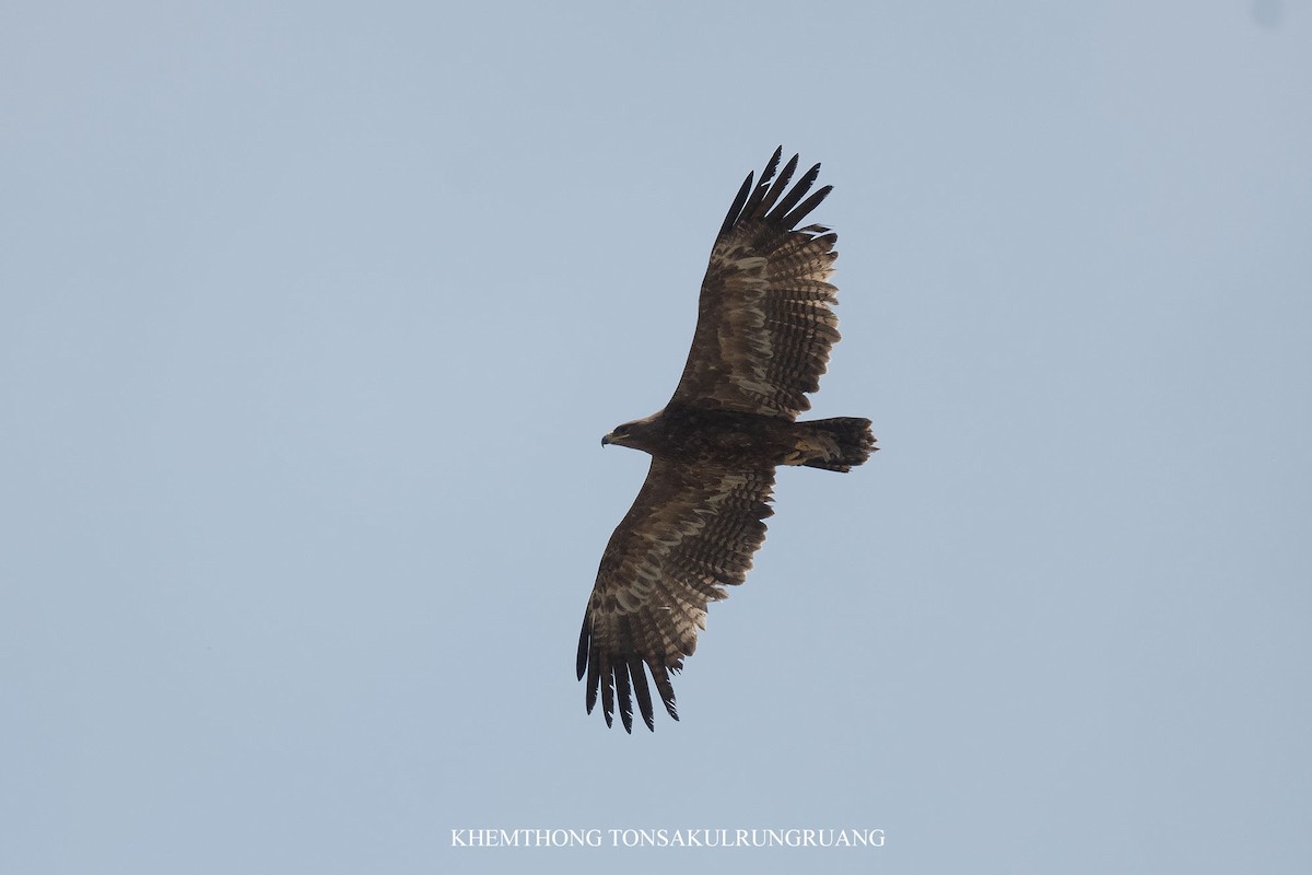 Steppe Eagle - ML638424136