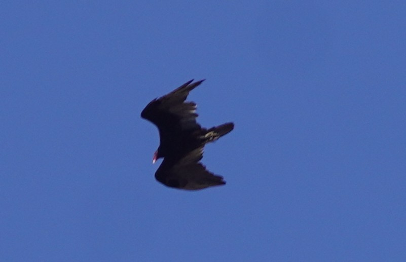 Turkey Vulture - ML638424189
