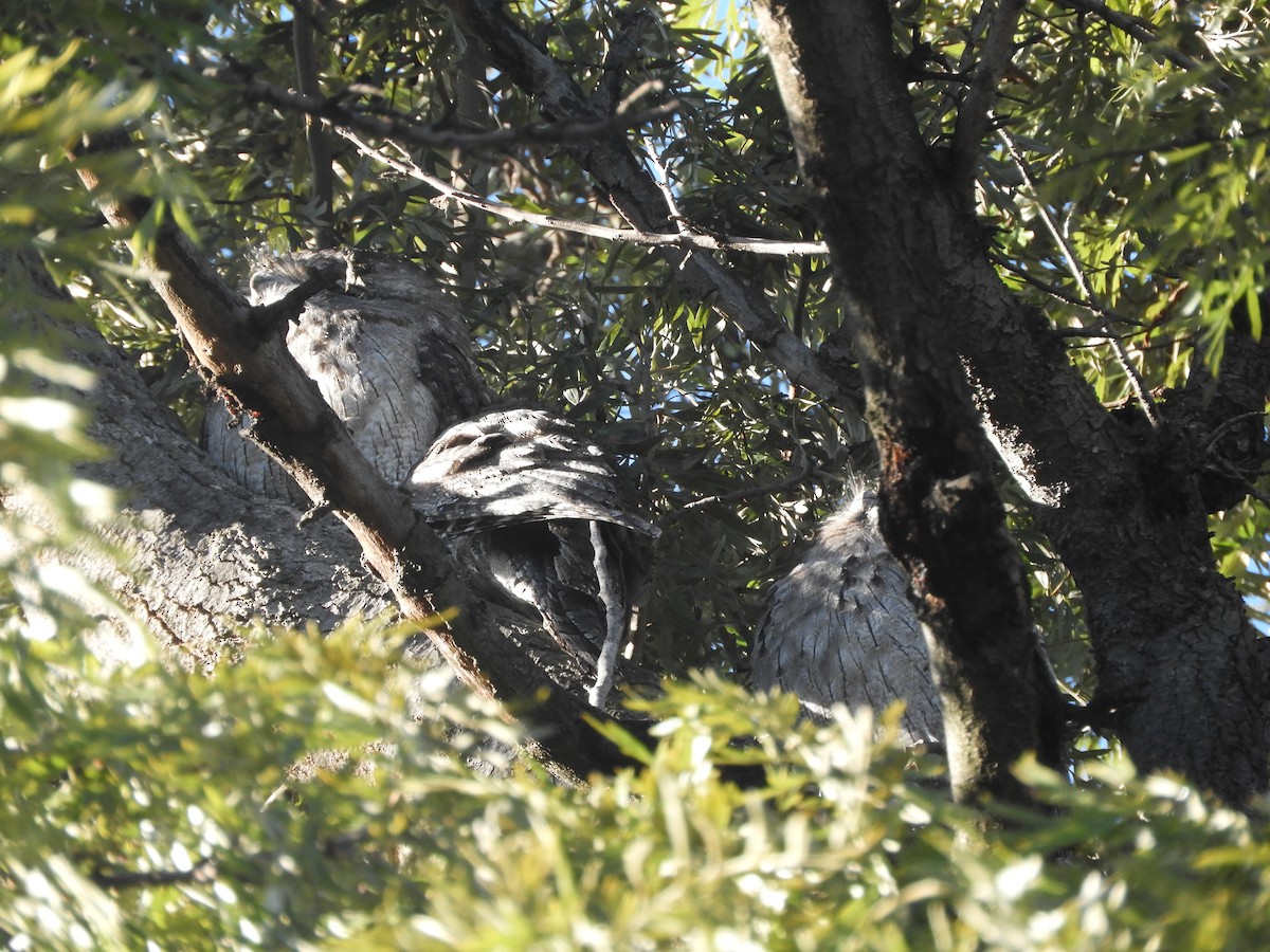 Tawny Frogmouth - ML638424217