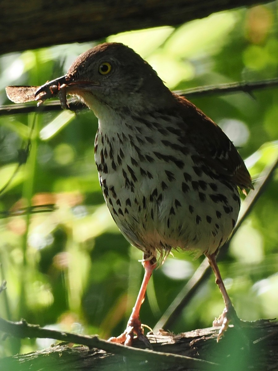 Brown Thrasher - ML638424241